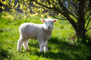 Obraz premium Young lamb in fluffy white coat stands in green meadow under blossoming tree