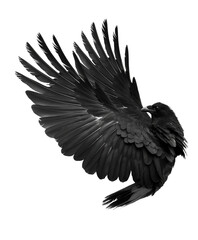 Obraz premium black pigeon fly backward with wings spreading , elegance black omen theme, PNG transparent background