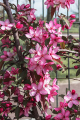 Malus Royal Raindrops. Flowering ornamental plants for garden, park