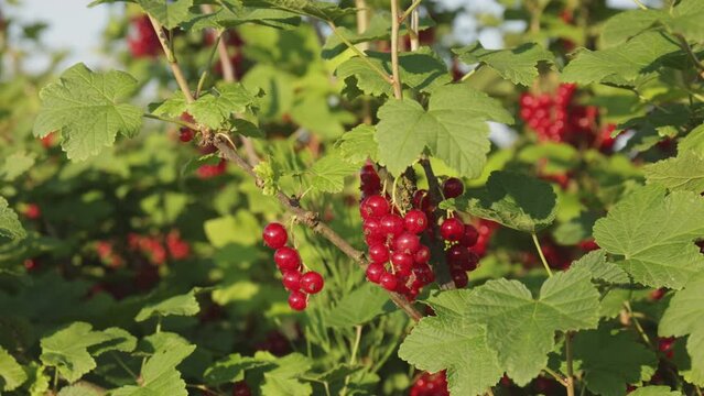 Plantacja porzeczki czerwnoej