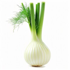 A photo of a fennel, isolated on a white background for clear png image