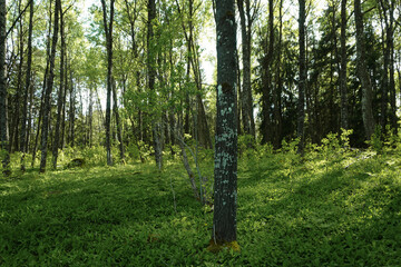 Trees growing in forest during summer