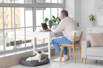 Mature man with cute Jack Russell terrier using laptop at home