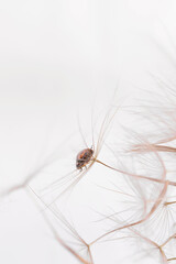 Ladybug on a fluffy dandelion, set against a bright background, emphasizing the intricate details of the garden. Copy space for text