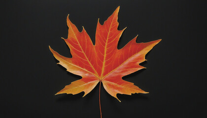 Fototapeta premium A stunning maple leaf, glowing in hues of gold, orange, and red, peacefully rests against a striking black backdrop
