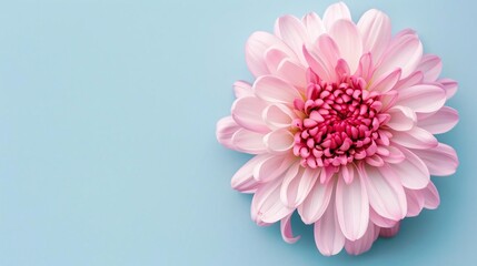 Chrysanthemum, isolated on a pastel background for blank background graphic resources