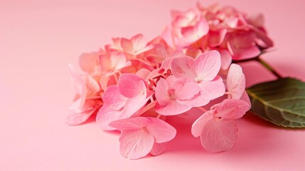 Obraz premium Hydrangea, isolated on a pastel background for blank background graphic resources