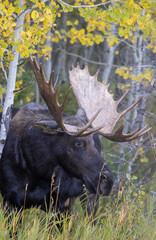 Bull Shiras Moose During the Rut in Fall in Wyoming
