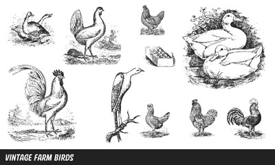 Vintage Vector Farm Bird Collection Isolated on White Background