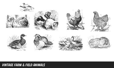 Vintage Farm Animal Vector Collection Isolated on White Background 