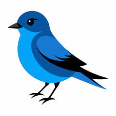 Eastern Bluebird vector  illustration svg file