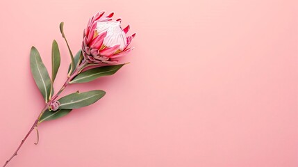 Protea, isolated on a pastel background for blank background graphic resources