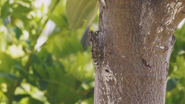 Cicada on a tree trunk on a green blurred background close-up on a summer sunny day