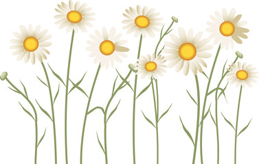 illustration of chamomile and chrysanthemum flower field