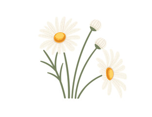 Chamomile flower in bloom vector illustration isolated on white background