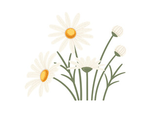 Chamomile flower in bloom vector illustration isolated on white background