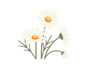 Chamomile flower in bloom vector illustration isolated on white background