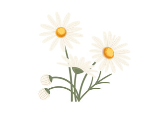 Chamomile flower in bloom vector illustration isolated on white background