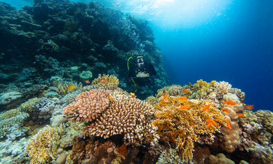 Young Woman Diver Exploring Sea Bottom. Coral Reef with Colored Hard Corals and Fish. Marsa Alam, Egypt.