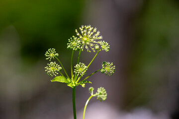 Dwarf elder plant growing in an Ontario forest.