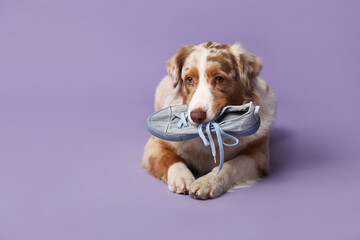 Cute Australian Shepherd dog lying and holding sneaker on purple background