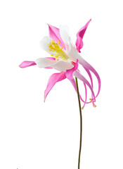 Obraz premium Pink-white Aquilegia isolated on a white background.