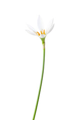 White Peruvian swamp lily isolated on a white background. Zephyranthes candida.