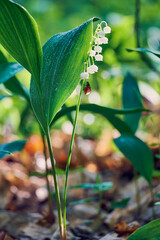 The ladybug crawls to the Lily of the Valley. A green sunny background. Morning in the forest.