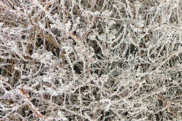 Winter frost covered hedge plants close up