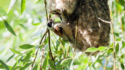 Remez feeds his chicks sitting in the nest