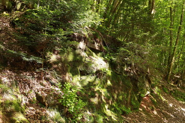 Beautiful hillside in lush forest, bathed in dappled sunlight with rich green foliage