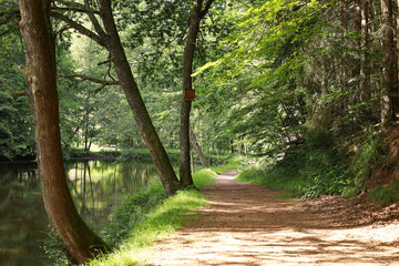 Enjoy a tranquil walk on a forest trail by the river on a sunny day, surrounded by nature