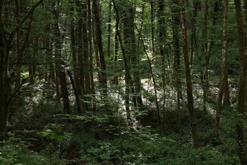 The ambient of a lush green forest is enhanced with sunlight filtering through the trees