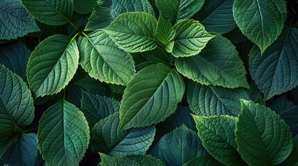 Macro background of textured green leaves