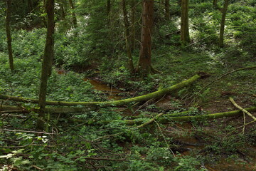 Serene forest with moss-covered trees, greenery, and a stream, creating a peaceful landscape