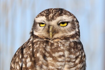 Viscachero owl portrait with light background and copy space. Prey animals. Raptors. Night birds. Animal. Wildlife.