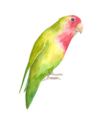 Watercolor green wavy parrot. Tropical bird isolated on white background