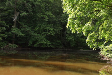 A serene forest pond in early morning light, displaying natures beauty through reflection