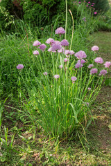Allium schoenoprasum in your garden is both a flower and food