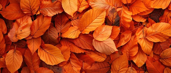 Group of orange autumn leaves background Dense collection of vibrant leaves, creating a rich and textured background