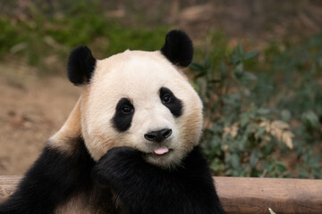 Fototapeta premium A Portrait of female Panda, Fu Bao, Everland, South Korea
