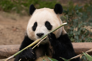 Obraz premium A Portrait of female Panda, Fu Bao, Everland, South Korea