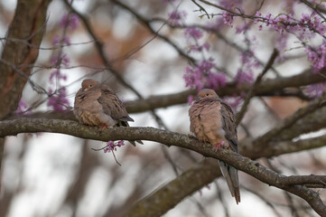 Closeup of a mourning dove perched in a tree.