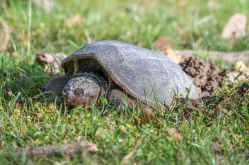 Closeup of a turtle.