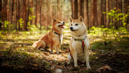 Two Shiba Inu dogs in a sun-dappled forest.