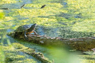 Closeup of a turtle.