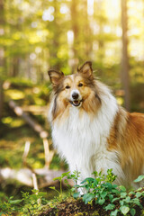 Beautiful fluffy shetland sheepdog in a summer green forest.