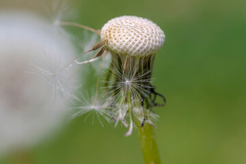 „Wydmuchany” dmuchawiec z „łysą głową”. Wiatr zwiał „pierzaste” nasiona (owoce) mniszka lekarskiego, pozostawiając go z „gołą głową” z kilkoma latającymi nasionami. © Grzegorz
