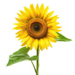 Obraz premium Blooming sunflower with bright yellow petals on solid white background, single object 
