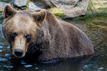 Tiere